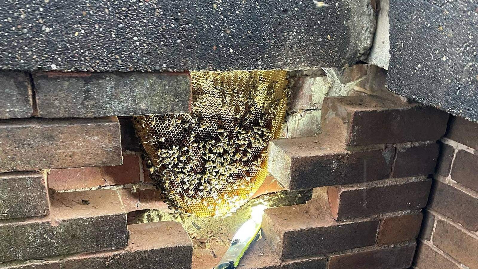 Honey bee colony and comb exposed inside a brick wall
