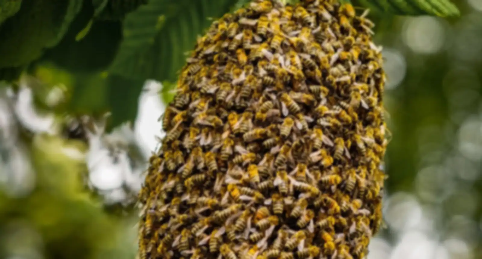 Honey bee swarm hanging from a branch in a Melbourne garden