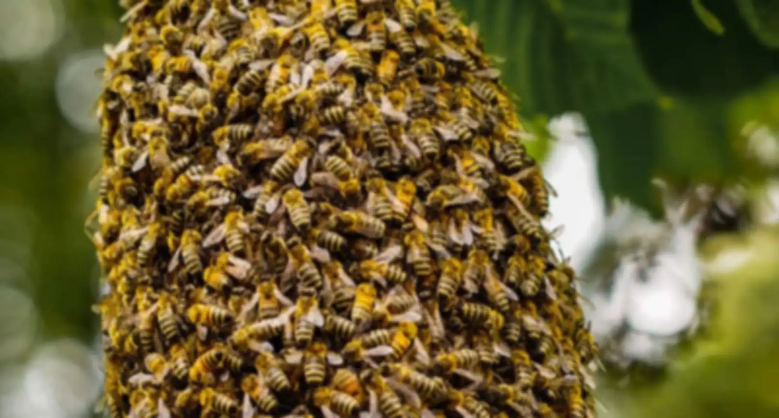 Honey bee swarm on a branch, close up