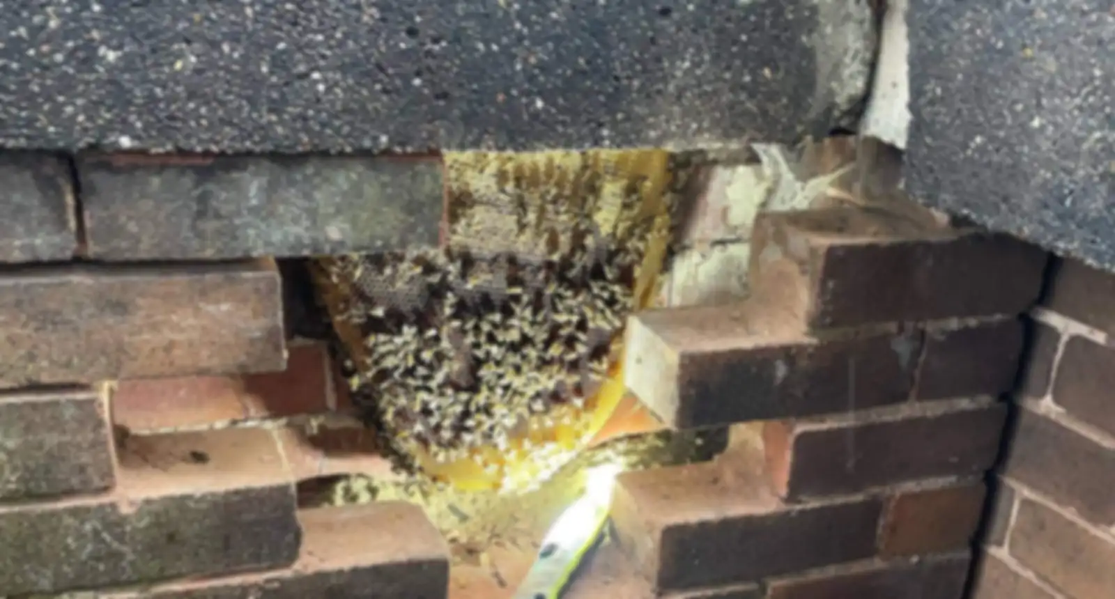 Bee colony and comb exposed inside a brick wall