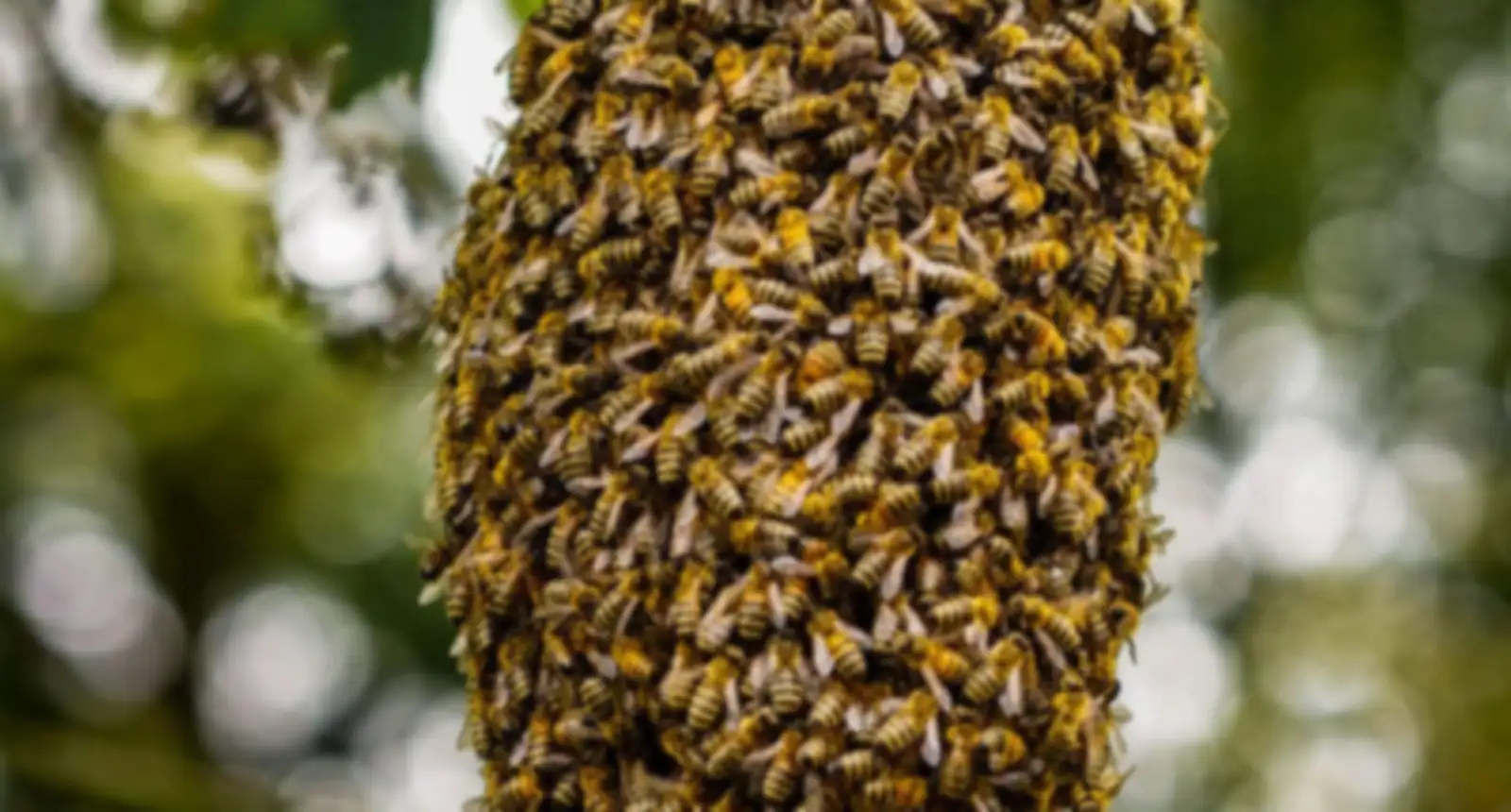 A large honey bee swarm clustered on a tree branch
