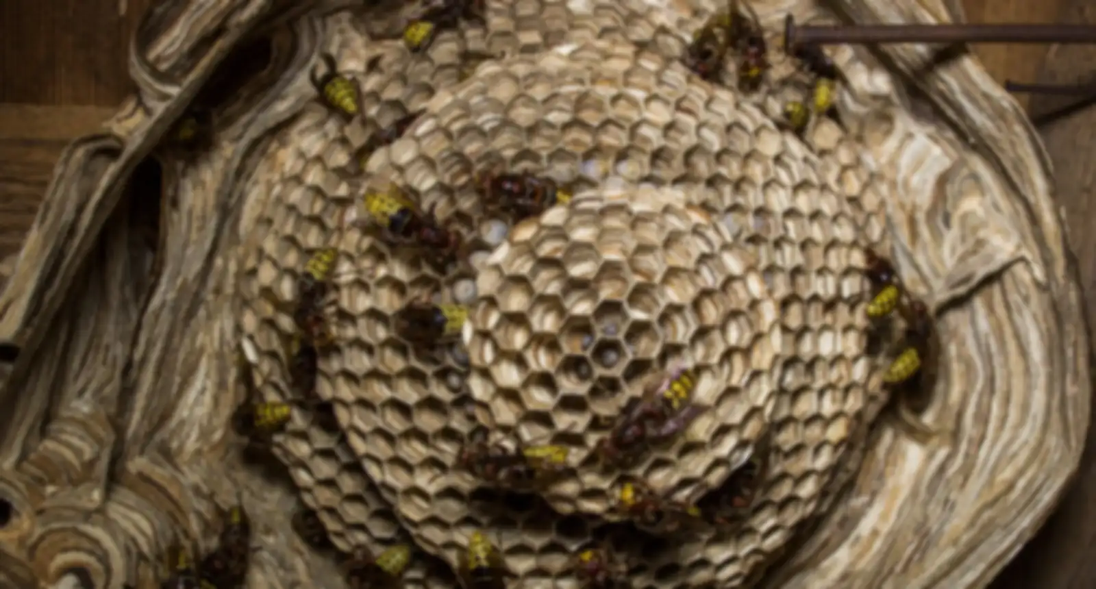 European wasps building out the comb of their nest