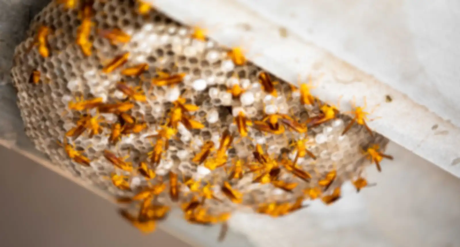 Paper wasps on an open comb nest under the eaves of a house