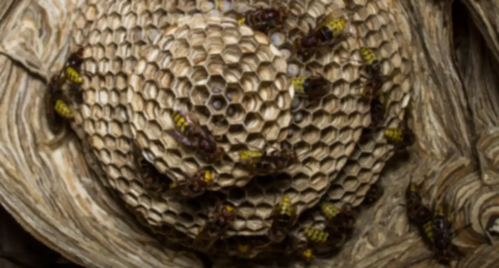 European wasps on the layered comb of a large nest