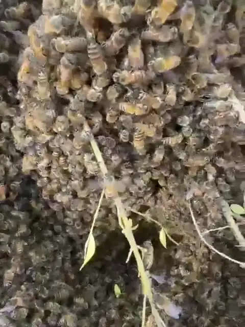 Honey bee swarm clustered on a branch in a Melbourne garden