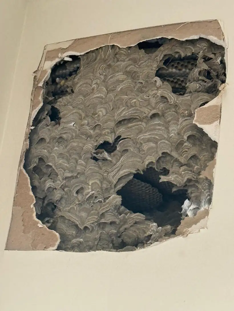 European wasp nest inside a wall cavity once the plaster was opened