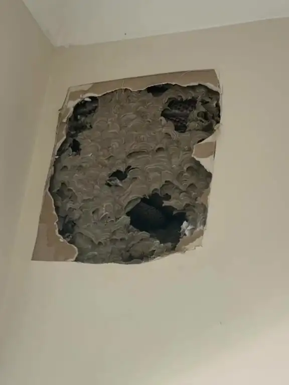 Wasp nest found behind plasterboard in a Melbourne bedroom wall
