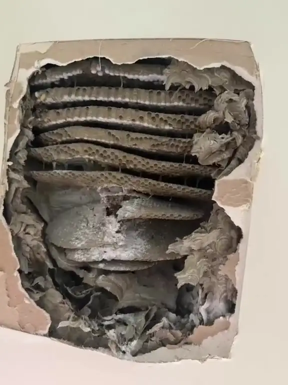 Wasp nest combs exposed inside a wall cavity